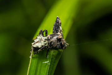 inseto macro aranha fofinha natureza