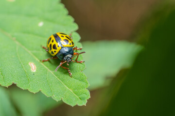 inseto macro