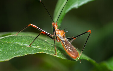 inseto macro