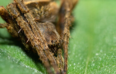 inseto macro