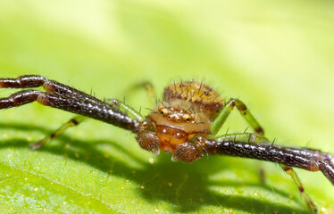 inseto macro aranha fofinha natureza