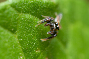 inseto macro aranha fofinha natureza