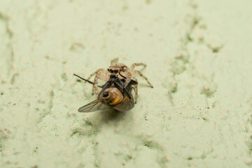 inseto macro aranha fofinha natureza