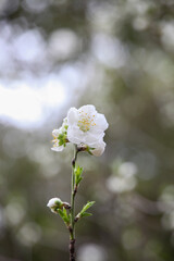 花ももの白い花
