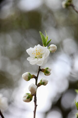 花ももの白い花