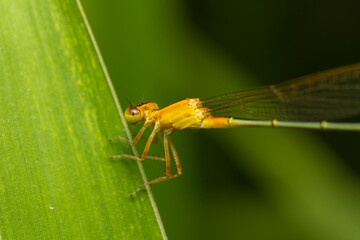 inseto macro libelula colorida