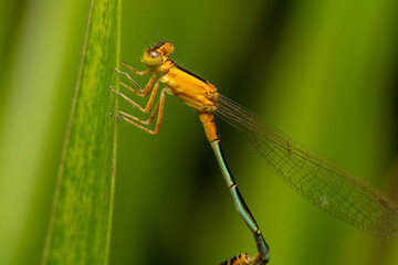 inseto macro libelula colorida