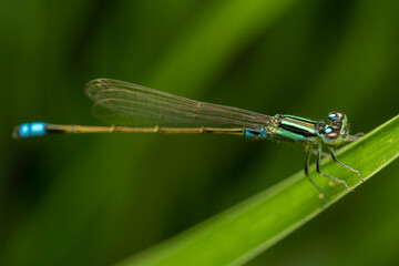 inseto macro libelula colorida