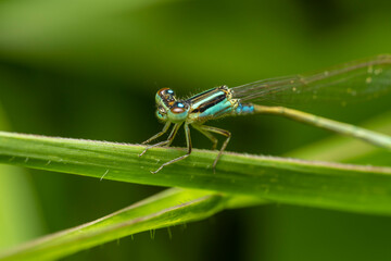 inseto macro libelula colorida
