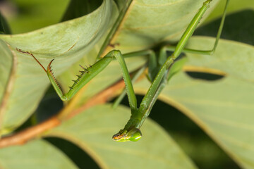 inseto macro louva deus