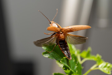 inseto macro vagalume brilho voando