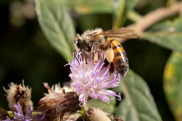 inseto macro abelha