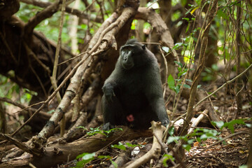 An adult macaca nigra sits on the tree branch in the rainforest