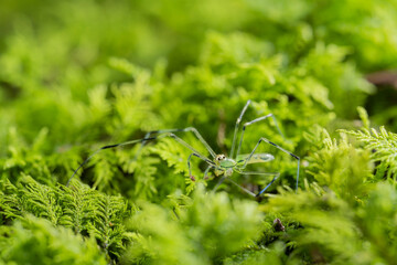 inseto macro aranha fofinha natureza