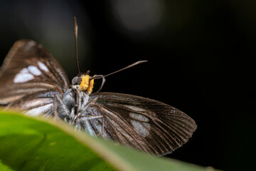 inseto macro borboleta
