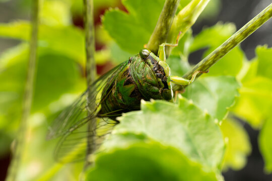 inseto macro cigarra folha