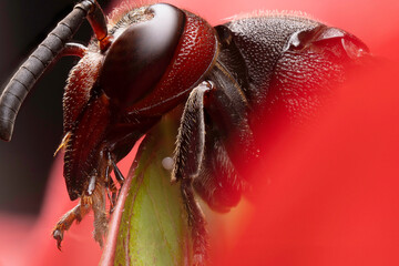 inseto macro super macro abelha