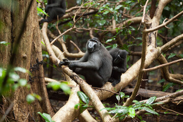 Daily life of celebes crested macaques