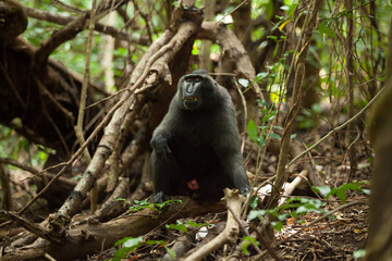 An adult black macaque sighs in the jungle of Indonesia