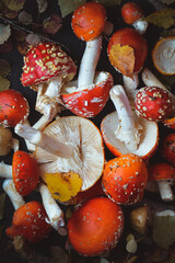 sinek agaric mantarlar orman sonbahar