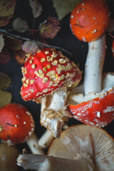 sinek agaric mantarlar orman sonbahar