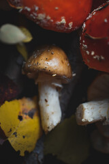 sinek agaric mantarlar orman sonbahar