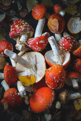 sinek agaric mantarlar orman sonbahar