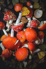 sinek agaric mantarlar orman sonbahar