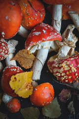 sinek agaric mantarlar orman sonbahar