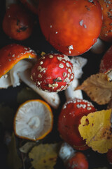 sinek agaric mantarlar orman sonbahar