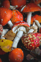 sinek agaric mantarlar orman sonbahar