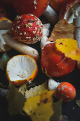 sinek agaric mantarlar orman sonbahar