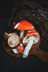 sinek agaric mantarlar orman sonbahar