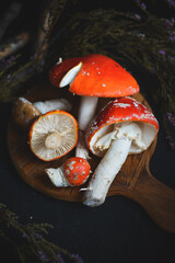 sinek agaric mantarlar orman sonbahar