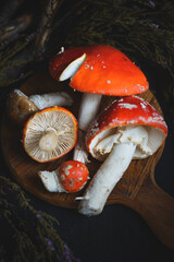 sinek agaric mantarlar orman sonbahar