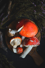 sinek agaric mantarlar orman sonbahar