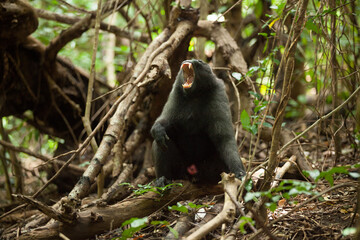 A black macaque sighs while sitting on the branch in the jungle