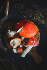 sinek agaric mantarlar orman sonbahar