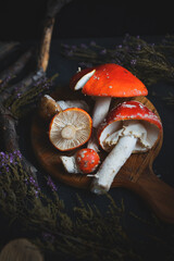 sinek agaric mantarlar orman sonbahar