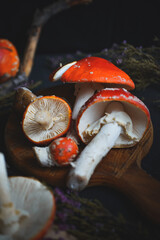 sinek agaric mantarlar orman sonbahar