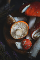 sinek agaric mantarlar orman sonbahar