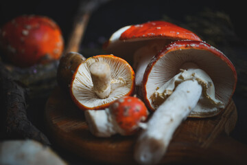 sinek agaric mantarlar orman sonbahar