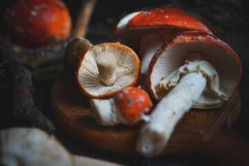 sinek agaric mantarlar orman sonbahar