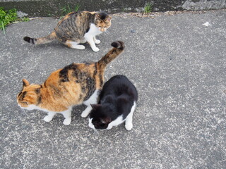 野良猫