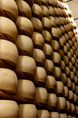 Process of making parmigiano-reggiano parmesan cheese on small cheese farm in Parma, Italy, factory maturation room for aging of cheese wheels up to 5 years