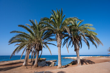 Fototapeta na wymiar Palm trees on Fig tree beach in Protaras, Cyprus