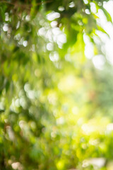 Obraz na płótnie Canvas Blur green bokeh light outdoor natural garden, Green natural garden Blur background