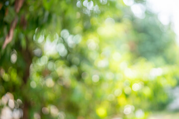 Blur green bokeh light outdoor natural garden, Green natural garden Blur background