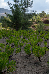 Fototapeta na wymiar Wine industry on Cyprus island, view on Cypriot vineyards with growing grape plants on south slopes of Troodos mountain range