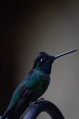 hummingbird on a branch with a black background 
